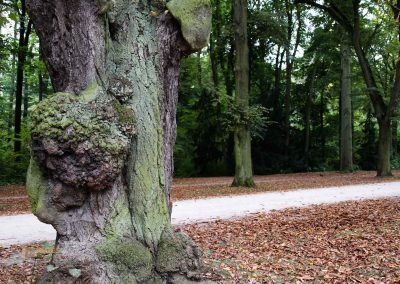 wildgehege schloss stern prag 5159