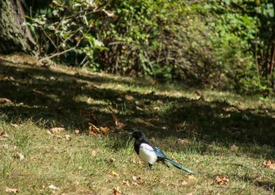 park berg petrin prag 5918