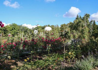 rosengarten berg petrin prag 5938