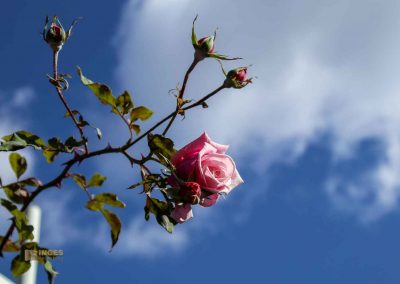 rosengarten berg petrin prag 5961