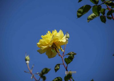 rosengarten berg petrin prag 5962