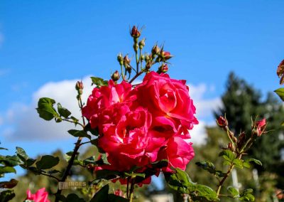 rosengarten berg petrin prag 5965