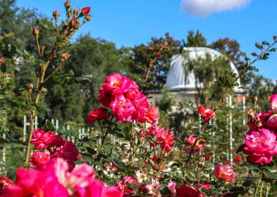 rosengarten berg petrin prag 5967