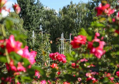 rosengarten berg petrin prag 5969