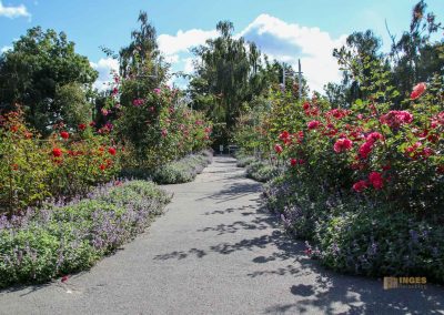 rosengarten berg petrin prag 5979