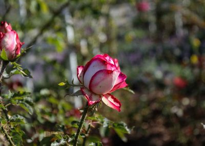 rosengarten berg petrin prag 5984