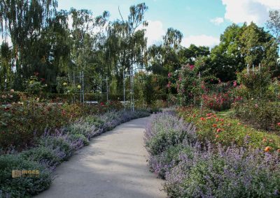 rosengarten berg petrin prag 5992