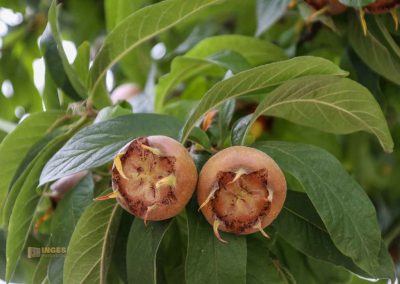 Im großen Fürstenberg-Garten (Velká Fürstenberská zahrada) in Prag 3 grosser fuerstenberg garten prag 1950