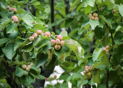 Im großen Fürstenberg-Garten (Velká Fürstenberská zahrada) in Prag 4 grosser fuerstenberg garten prag 2027