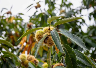 Im großen Fürstenberg-Garten (Velká Fürstenberská zahrada) in Prag 21 natur fuerstenberg-garten prag 0168