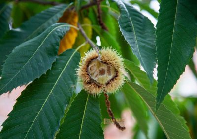 Im großen Fürstenberg-Garten (Velká Fürstenberská zahrada) in Prag 22 natur fuerstenberg-garten prag 0177