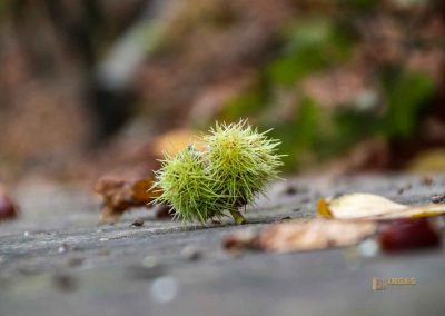 Im großen Fürstenberg-Garten (Velká Fürstenberská zahrada) in Prag 23 natur fuerstenberg-garten prag 1965