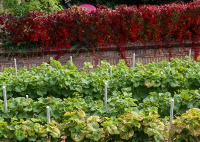 Die Prager Burg (Pražský hrad) 128 palastgaerten unterhalb der prager burg 2125