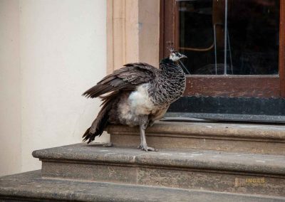 pfau im waldstein-garten in prag 0025