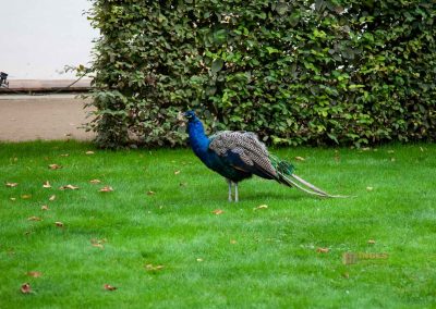 pfau im waldstein-garten in prag 0052