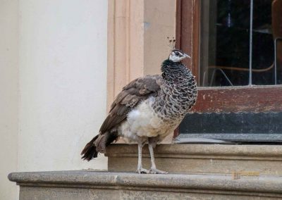 pfau im waldstein-garten in prag 1294