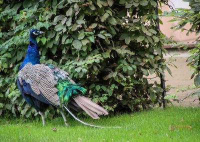 pfau im waldstein-garten in prag 1408
