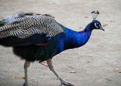 pfau im waldstein-garten in prag 1715