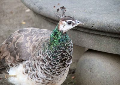 pfau im waldstein-garten in prag 1717