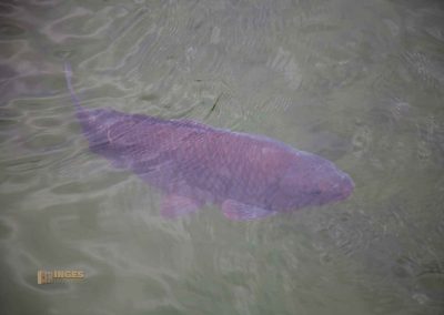 teich im wallensteingarten in Prag 0022