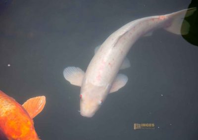 teich im wallensteingarten in Prag 0035