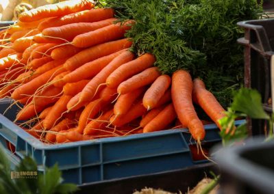 wochenmarkt prag zizkov 3065