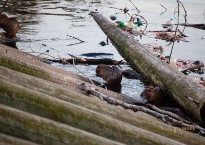 biber an der moldau in prag 0180