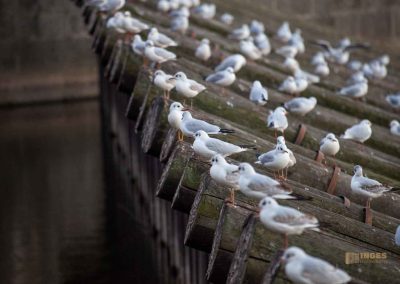 moewen an der moldau in prag 0186