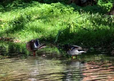 Burg Okoř bei Prag 4 bei der burg okor bei prag 1710