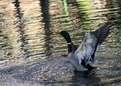 Burg Okoř bei Prag 5 bei der burg okor bei prag 1728