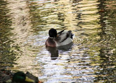 Burg Okoř bei Prag 6 bei der burg okor bei prag 1729