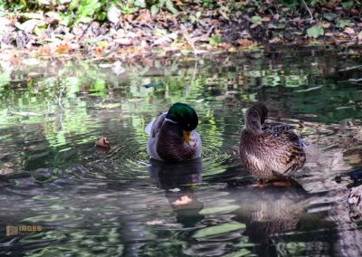Burg Okoř bei Prag 7 bei der burg okor bei prag 1734