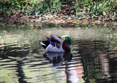 Burg Okoř bei Prag 8 bei der burg okor bei prag 1739