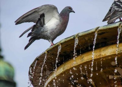 brunnen karlsplatz in kolin 1544