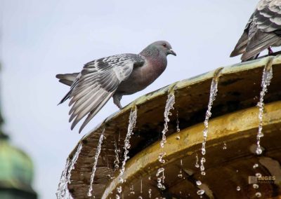 brunnen karlsplatz in kolin 1545
