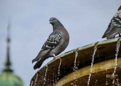 brunnen karlsplatz in kolin 1547