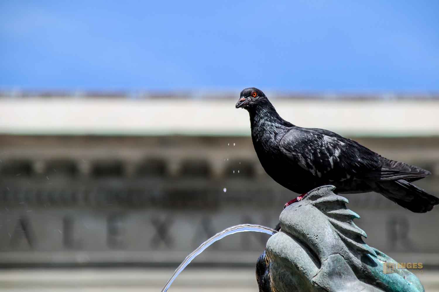 brunnen in florenz 8115 brunnen in florenz 8115