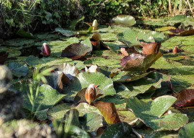 brunnen im rosengarten in florenz 5467