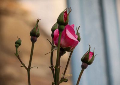 rosengarten in florenz 5416