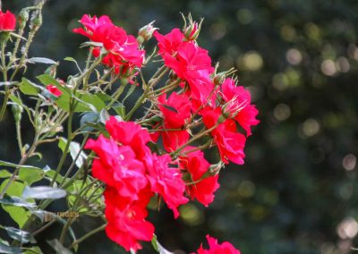 rosengarten in florenz 5439