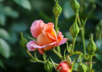 rosengarten in florenz 5442