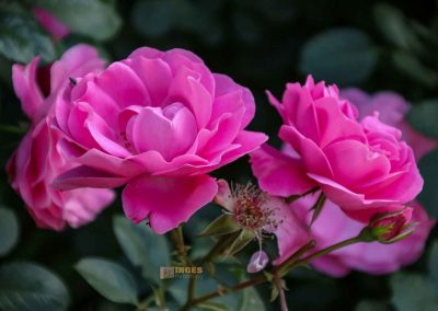 rosengarten in florenz 5444