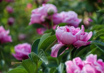 rosengarten in florenz 5455