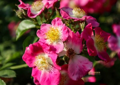 rosengarten in florenz 5483