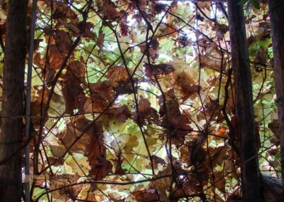 garten spanische synagoge venedig 4270