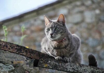 Die Einsiedelei San Leonardo al Lago in der Toskana 30 katze der einsiedelei san leonardo al lago_6715
