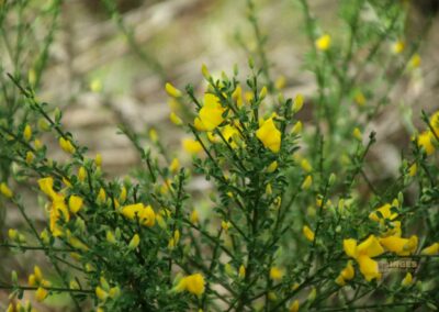 Die Einsiedelei von Montesiepi in der Toskana 28 naturweg zur einsiedelei montesiepi_6083