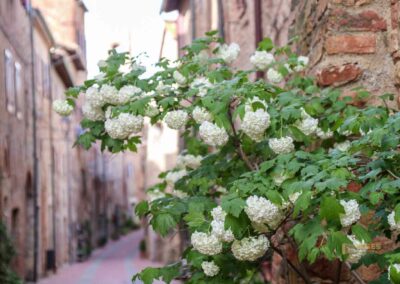 Ein Bummel durch Casole d'Elsa in der Toskana 20 via san niccolo casole d'elsa toskana_6296