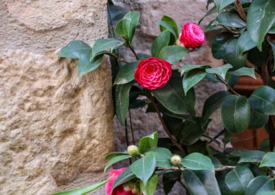 Ein Bummel durch Casole d'Elsa in der Toskana 21 via san niccolo casole d'elsa toskana_6297