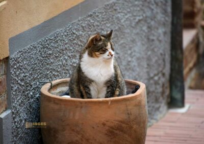 Ein Bummel durch Casole d'Elsa in der Toskana 48 via san niccolo casole d'elsa_A0526